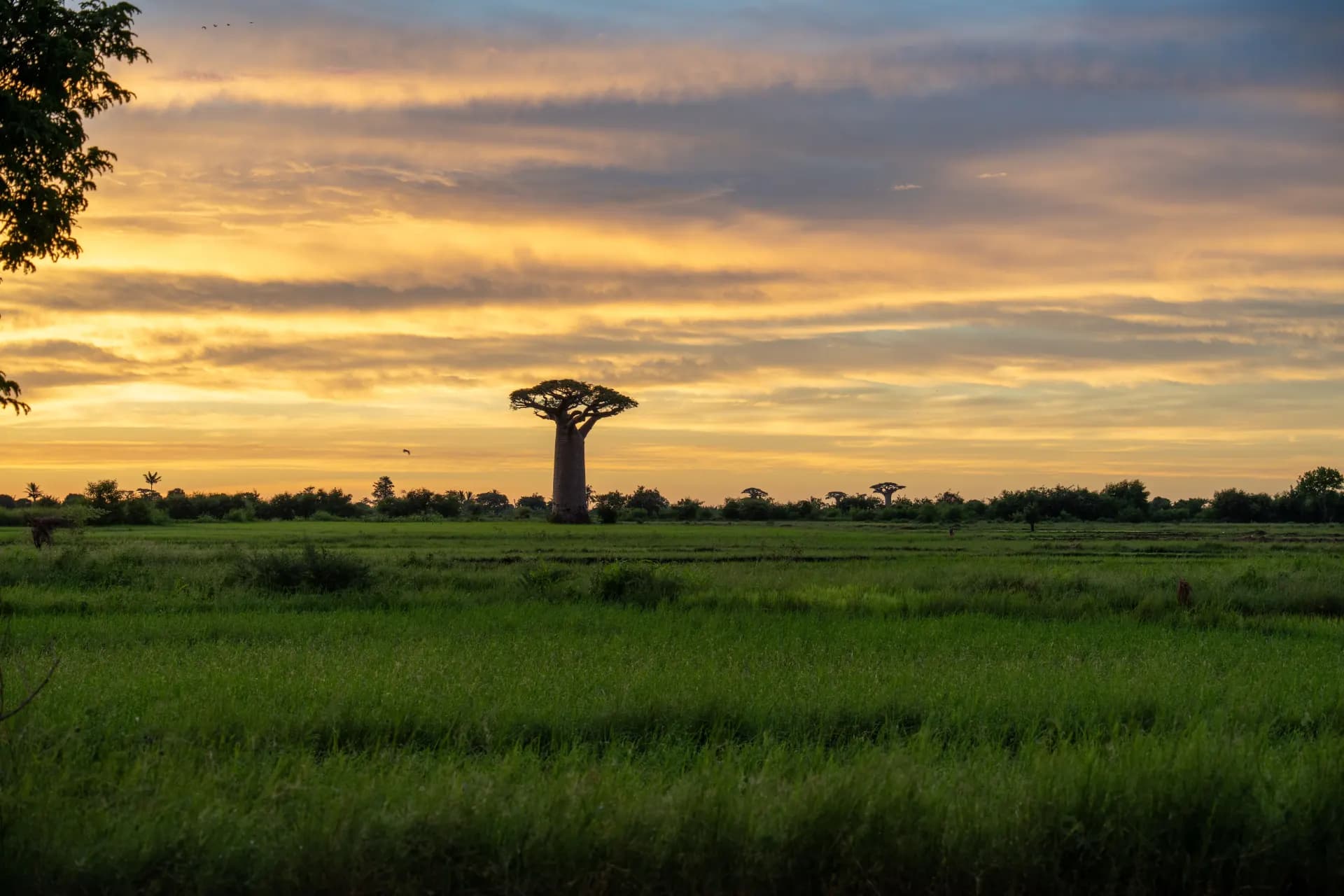 Baobab landscape at sunset